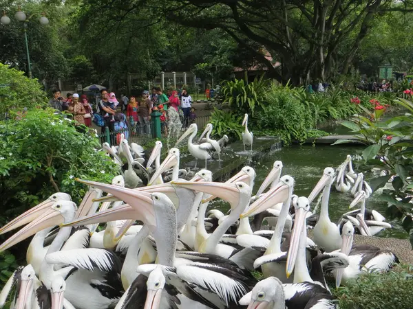 Jakarta Indonesia March 2017 Flock Pelicans Awaiting Distribution Food Ragunan — Stock Photo, Image