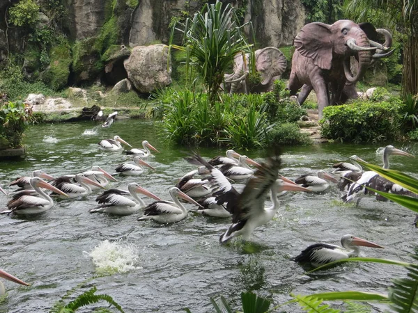 Jakarta Indonesia March 2017 Flock Pelicans Swimming Pond Ragunan Zoo — Stock Photo, Image