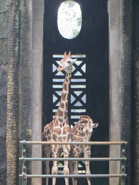 Jakarta Endonezya Şubat 2017 Zürafalar Kafesine Ragunan Hayvanat Bahçesi Bir — Stok fotoğraf