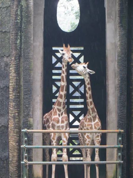 Jakarta Indonésia Março 2017 Par Girafas Gaiola Zoológico Ragunan — Fotografia de Stock