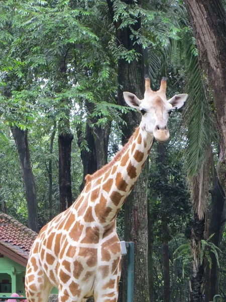 Jakarta Indonésia Março 2017 Uma Girafa Caminhando Zoológico Ragunan — Fotografia de Stock