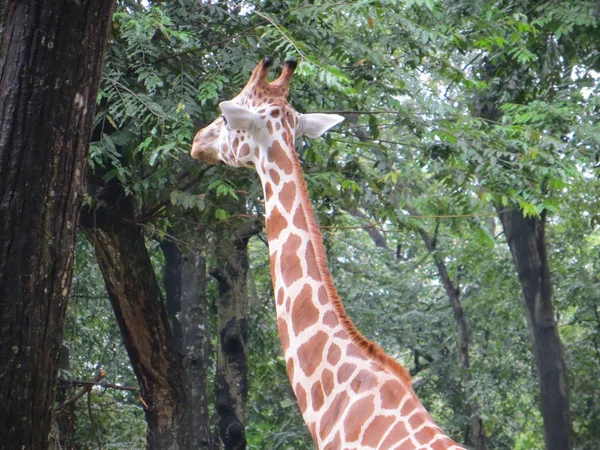 Jakarta Indonésia Março 2017 Uma Girafa Caminhando Zoológico Ragunan — Fotografia de Stock
