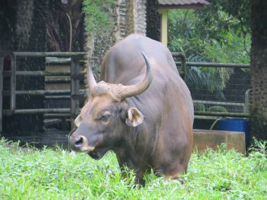 Jakarta, Endonezya - 25 Şubat 2017: Buffalo ayakta Ragunan Hayvanat Bahçesi yere.