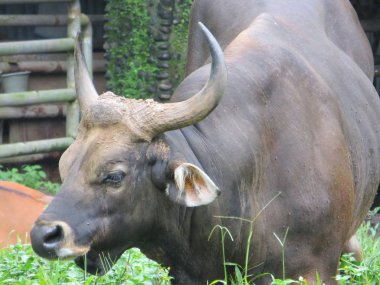 Jakarta, Endonezya - 25 Şubat 2017: Ren geyiği ayakta Ragunan Hayvanat Bahçesi yere.