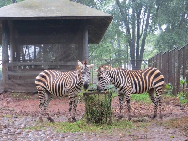 Jakarta Indonesia Marzo 2017 Par Cebras Comiendo Hierba Zoológico Ragunan —  Fotos de Stock