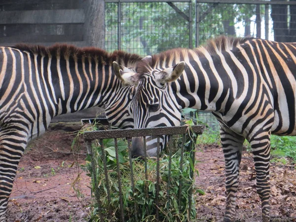 Jakarta Indonésia Março 2017 Par Zebras Comendo Grama Zoológico Ragunan — Fotografia de Stock