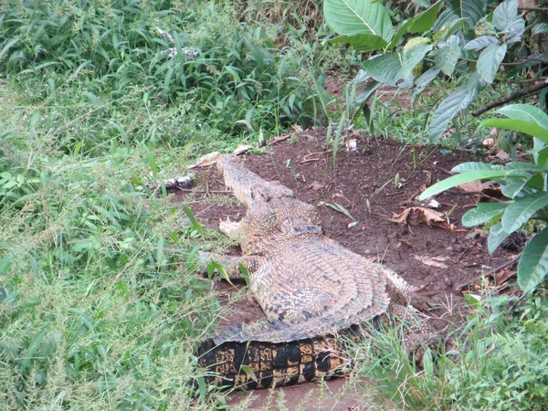 Jakarta Indonesië Maart 2017 Een Krokodil Zonnebaden Grond Ragunan Zoo — Stockfoto