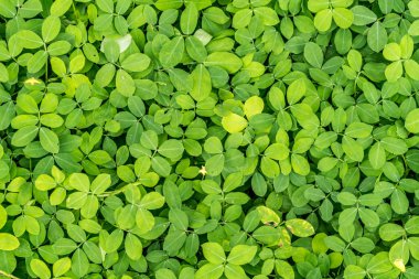 Yeşil yaprakları yere