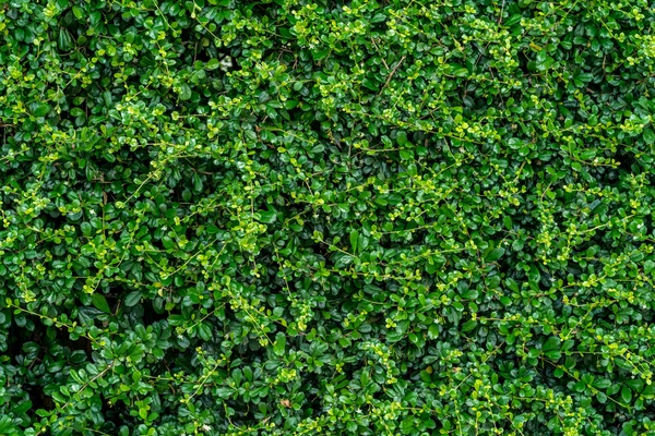 Folhas verdes parede — Fotografia de Stock