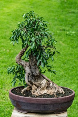 Bulanıklık zemin üzerine yeşil bonsai