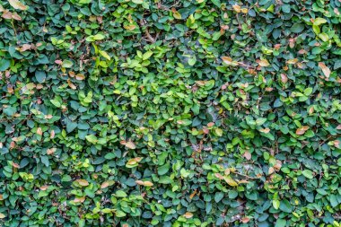 yaprakları duvar arka plan