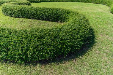 Yeşil çim ve kesilmiş bush