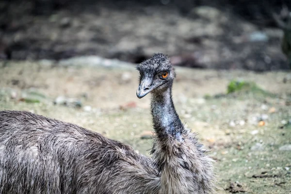 Closeup of emu — Stock Photo, Image