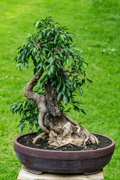 Bonsai verde su sfondo sfocato — Foto Stock