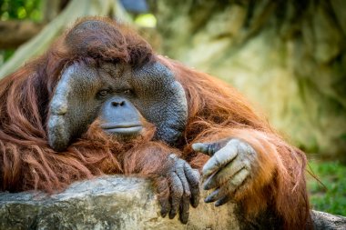 Orangutan closeup