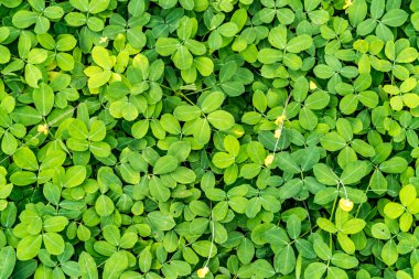 Yeşil yaprakları yere