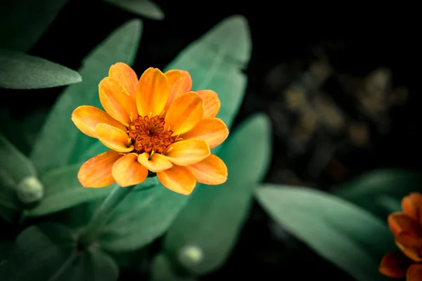 Fleur orange sur feuilles vertes — Photo