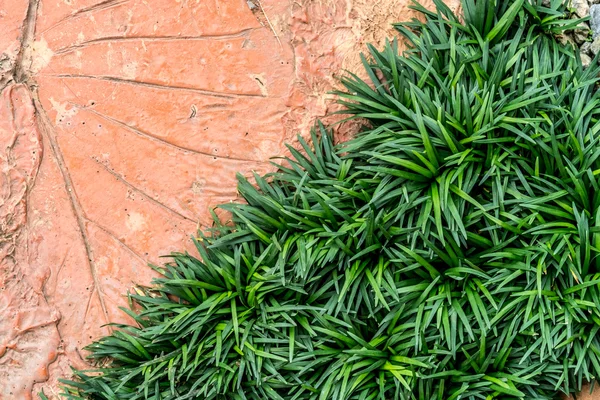 Textur des grünen Grases — Stockfoto