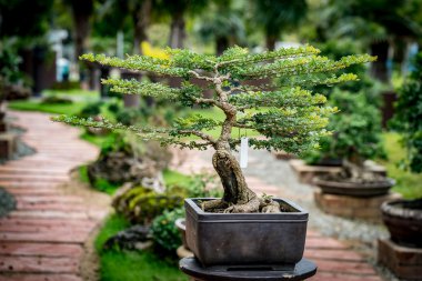 Bulanıklık zemin üzerine yeşil bonsai