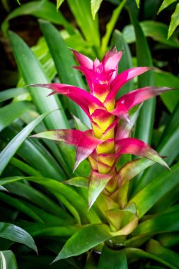 Kırmızı ve sarı ananasgiller çiçek