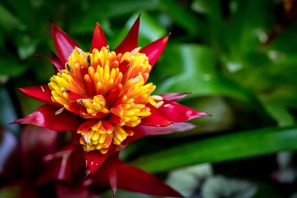 Flor de Bromeliaceae vermelha e amarela — Fotografia de Stock