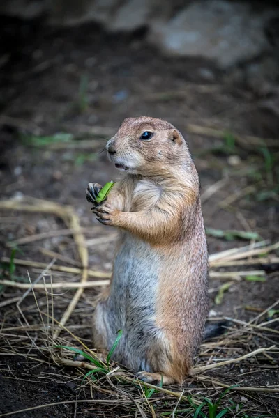 Prairie dog in the zoo — Stock Photo, Image