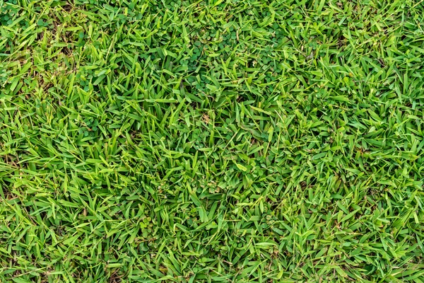 Zöld fű textúra — Stock Fotó