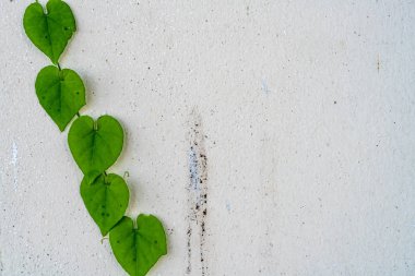 Yeşil yaprakları ile beyaz beton duvar
