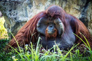 Orangutan closeup
