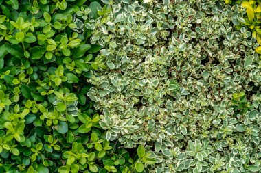 İki sesleri yaprakları duvar