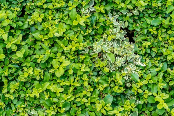 2 톤 잎 벽 — 스톡 사진