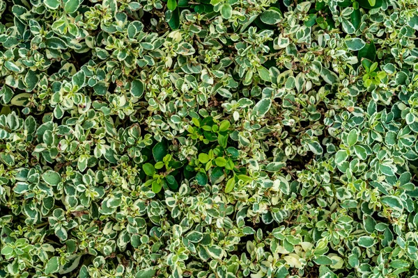 Verde e branco Folhas parede — Fotografia de Stock