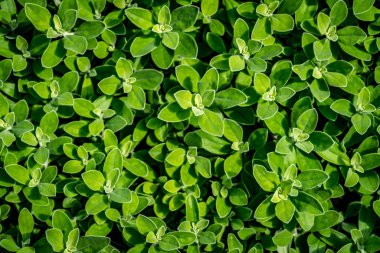 Yeşil yaprakları yere