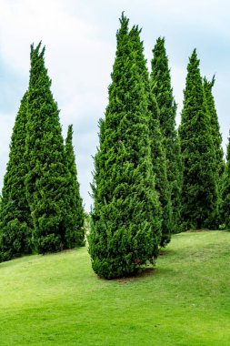 yeşil çam ağaçları