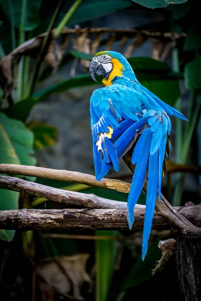 Mâchoire bleue sur branche — Photo