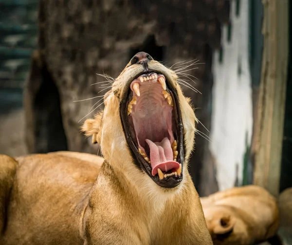 Позіхання левиці, левиця — стокове фото