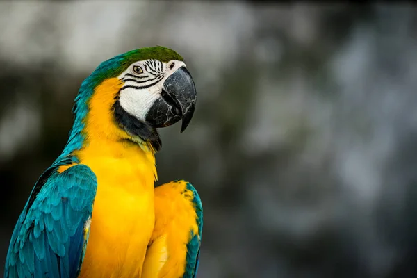 Зеленый и желтый ара на ветке — стоковое фото