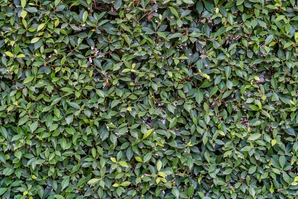 Bladeren muur textuur — Stockfoto