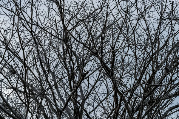 Árvore morta no fundo do céu — Fotografia de Stock