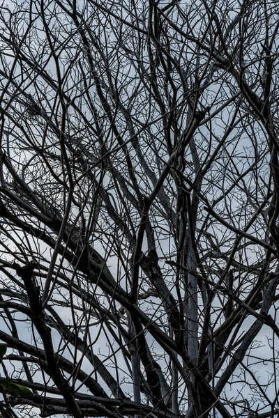 Мертвое дерево на фоне неба — стоковое фото