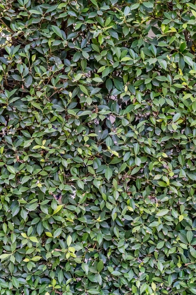 Bladeren muur textuur — Stockfoto