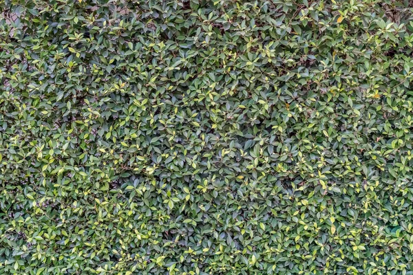Folhas textura da parede — Fotografia de Stock