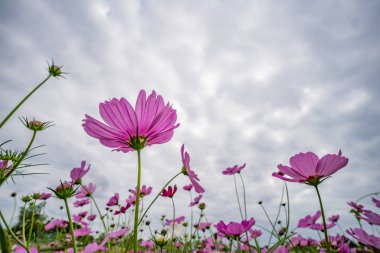 Kozmos tarlası çiçeği