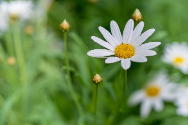 Beyaz yeşil yaprakları çiçek