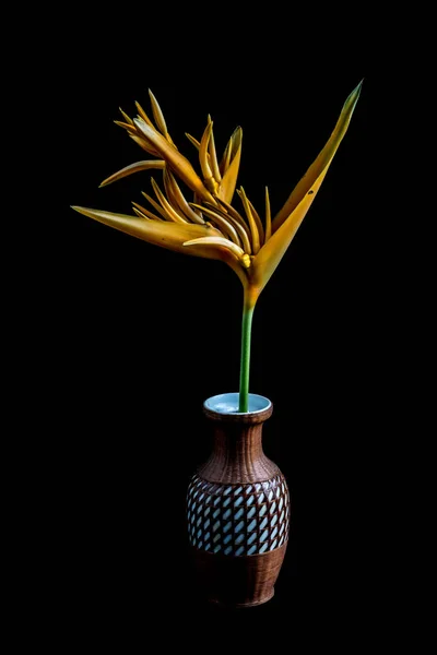 热带芙蓉花(Heliconia stricta)) — 图库照片