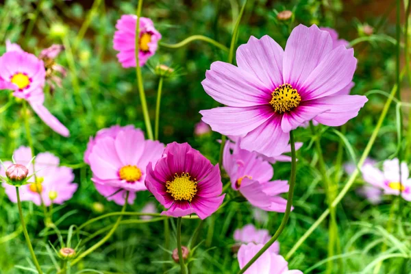 Lila kosmos blomma — Stockfoto