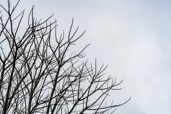 Мертвое дерево на фоне неба — стоковое фото
