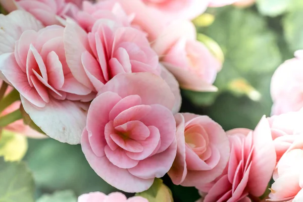 Beautiful Pink begonia — Stock Photo, Image