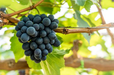 Yeşil yaprakları arka plan üzerinde üzüm