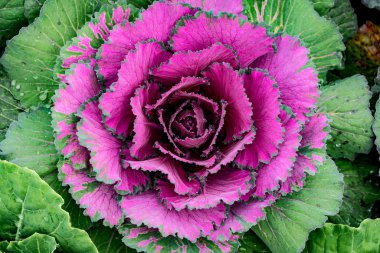 Renkli lahana Üstten Görünüm